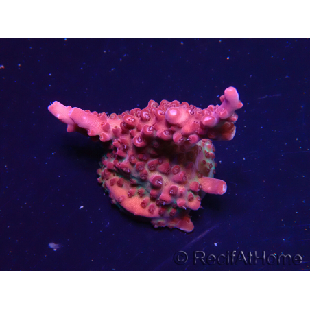 WYSIWYG Acropora sp Ultra 5O3