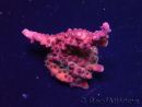 WYSIWYG Acropora sp Ultra 5O3