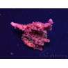WYSIWYG Acropora sp Ultra 5O3
