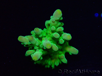 WYSIWYG RAH Acropora austera Yellow 5G7