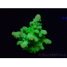 WYSIWYG RAH Acropora austera Punte Gialle 5G4
