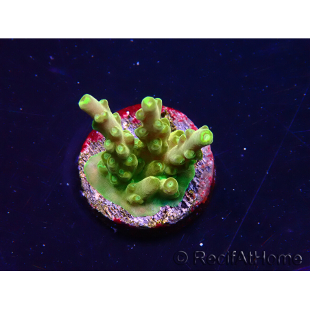 WYSIWYG RAH Acropora Dedo de Oro 5M4