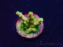 WYSIWYG RAH Acropora Dedo de Oro 5M4