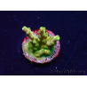 WYSIWYG RAH Acropora Dedo de Oro 5M4