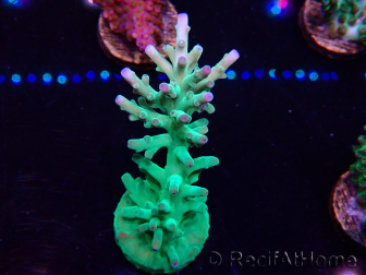 WYSIWYG Acropora turaki Hawkins 5U6