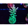 WYSIWYG Acropora turaki Hawkins 5U6