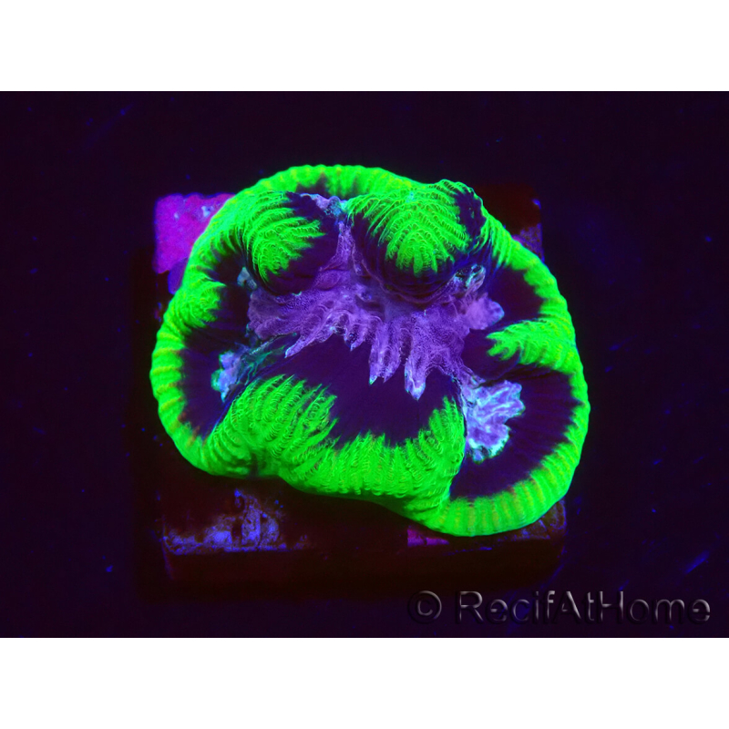 WYSIWYG Platygyra 7 cm