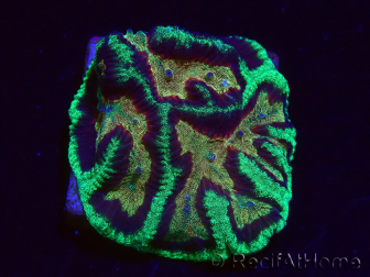 WYSIWYG Platygyra 7 cm