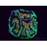 WYSIWYG Platygyra 7 cm