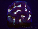 WYSIWYG Platygyra 7 cm
