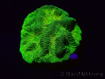 WYSIWYGPlatygyra Sp D4