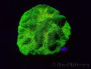 WYSIWYG Platygyra Sp D4