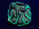 WYSIWYG Platygyra 7 cm