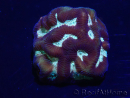 WYSIWYG Platygyra 7 cm