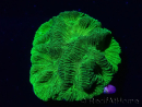 WYSIWYG Platygyra Sp D4