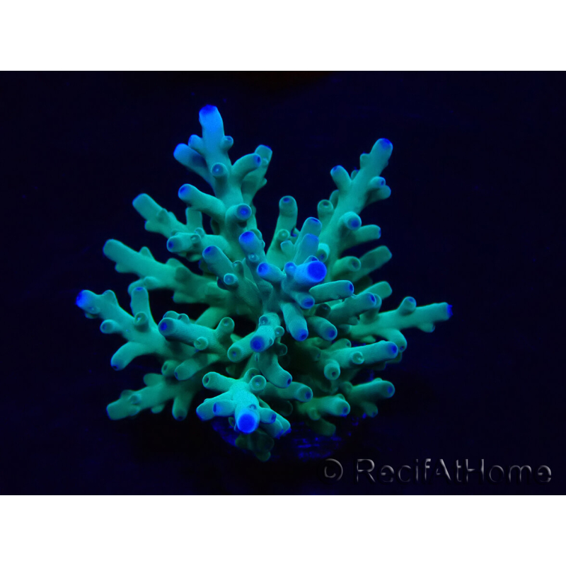 WYSIWYG Acropora sp 5U2