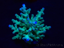 WYSIWYG Acropora sp 5U2