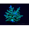 WYSIWYG Acropora turaki Hawkins 5U7