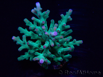 WYSIWYG Acropora turaki Hawkins 5U7