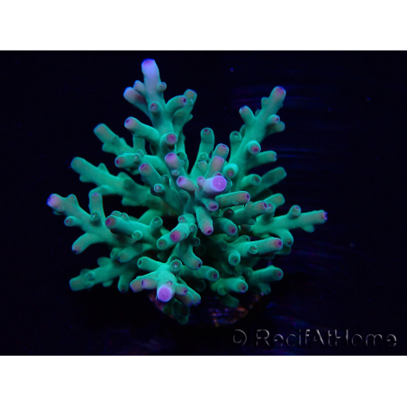 WYSIWYG Acropora sp 5U2