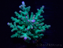 WYSIWYG Acropora sp 5U2