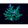WYSIWYG Acropora turaki Hawkins 5U7