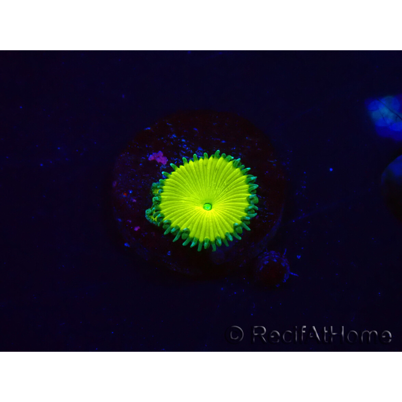 WYSIWYG - RAH Protopalythoa Banana 2G8
