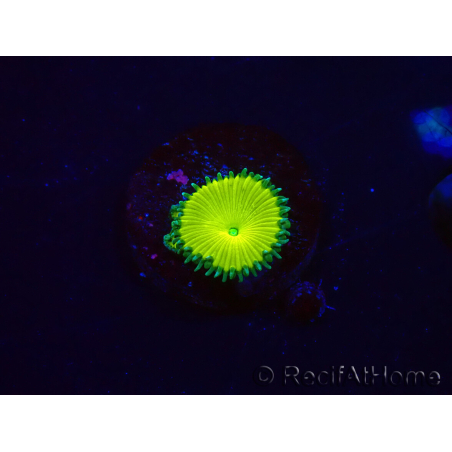 WYSIWYG - RAH Protopalythoa Banana 2G8