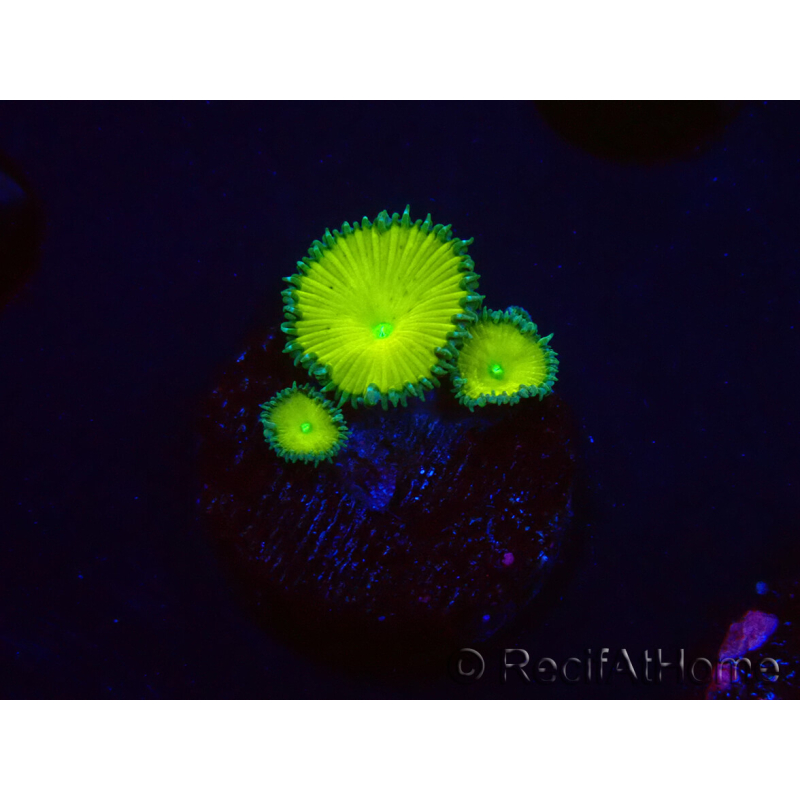 WYSIWYG - RAH Protopalythoa Banana 2G10