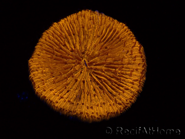 WYSIWYG Cycloseris sp 24 (4.5 cm)