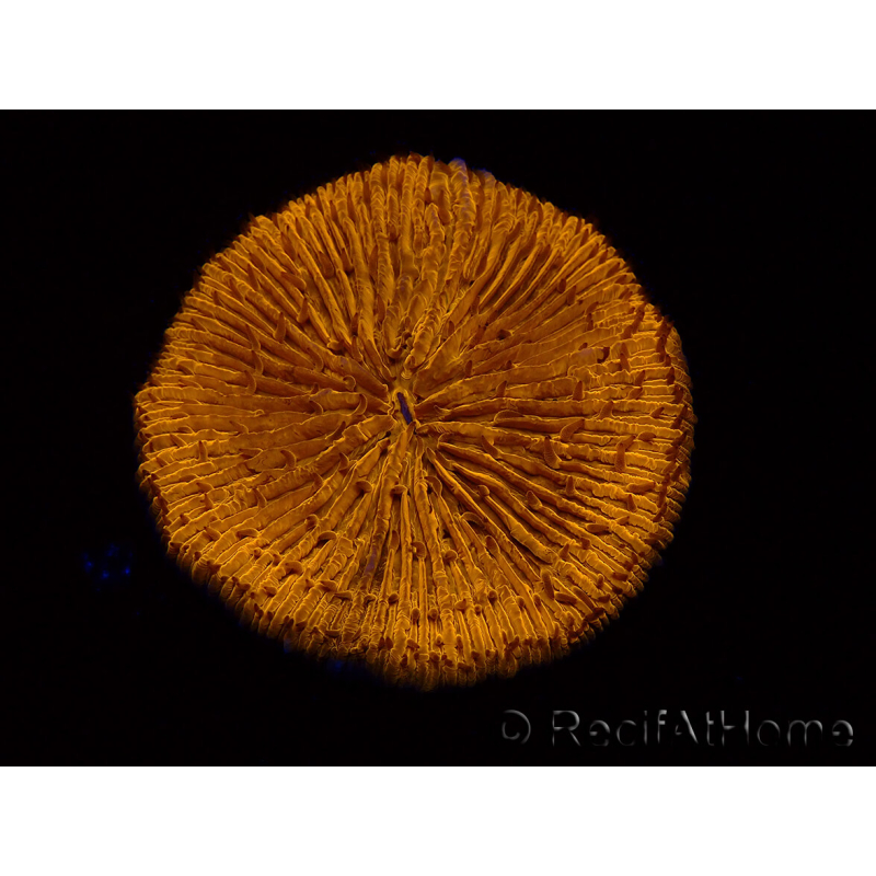 WYSIWYG Cycloseris sp 24 Ultra Neon Orange (5 cm)