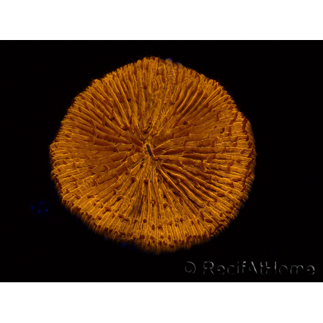 WYSIWYG Cycloseris sp 24 (4.5 cm)