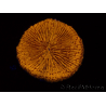 WYSIWYG Cycloseris sp 24 (4.5 cm)