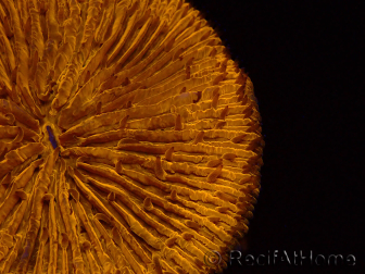 WYSIWYG Cycloseris sp 24 Ultra Neon Orange (5 cm)