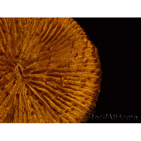 WYSIWYG Cycloseris sp 24 (4.5 cm)