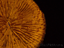 WYSIWYG Cycloseris sp 24 (4.5 cm)