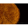 WYSIWYG Cycloseris sp 24 Ultra Neon Orange (5 cm)