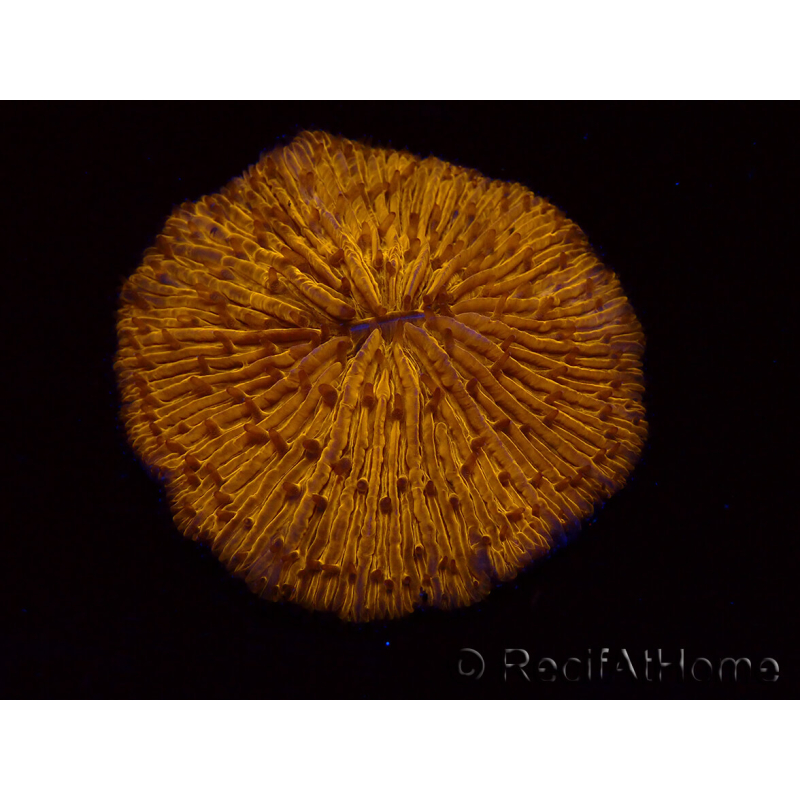 WYSIWYG Cycloseris sp 26 Ultra Neon Orange (5 cm)