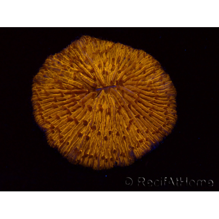 WYSIWYG Cycloseris sp 26 (4.5 cm)