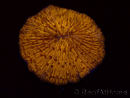 WYSIWYG Cycloseris sp 26 (4.5 cm)