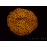 WYSIWYG Cycloseris sp 26 Ultra Neon Orange (5 cm)