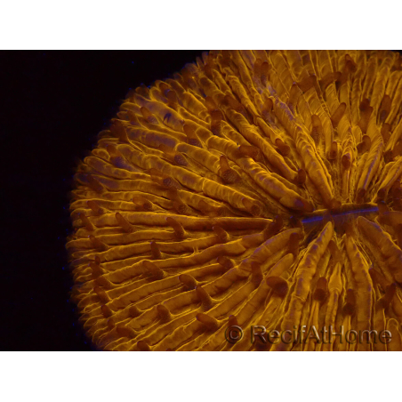 WYSIWYG Cycloseris sp 26 (4.5 cm)