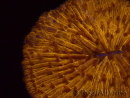 WYSIWYG Cycloseris sp 26 (4.5 cm)