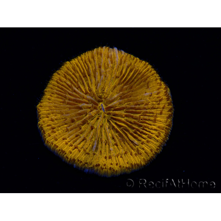 WYSIWYG Cycloseris sp 24 (4.5 cm)