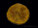 WYSIWYG Cycloseris sp 24 (4.5 cm)