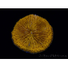 WYSIWYG Cycloseris sp 24 (4.5 cm)