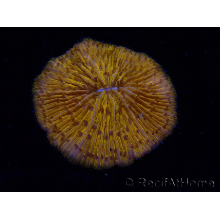 WYSIWYG Cycloseris sp 26 (4.5 cm)