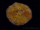 WYSIWYG Cycloseris sp 26 (4.5 cm)