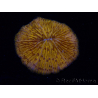 WYSIWYG Cycloseris sp 26 Ultra Neon Orange (5 cm)