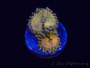 WYSIWYG - RAH Zoanthus Galactic Core 2M4